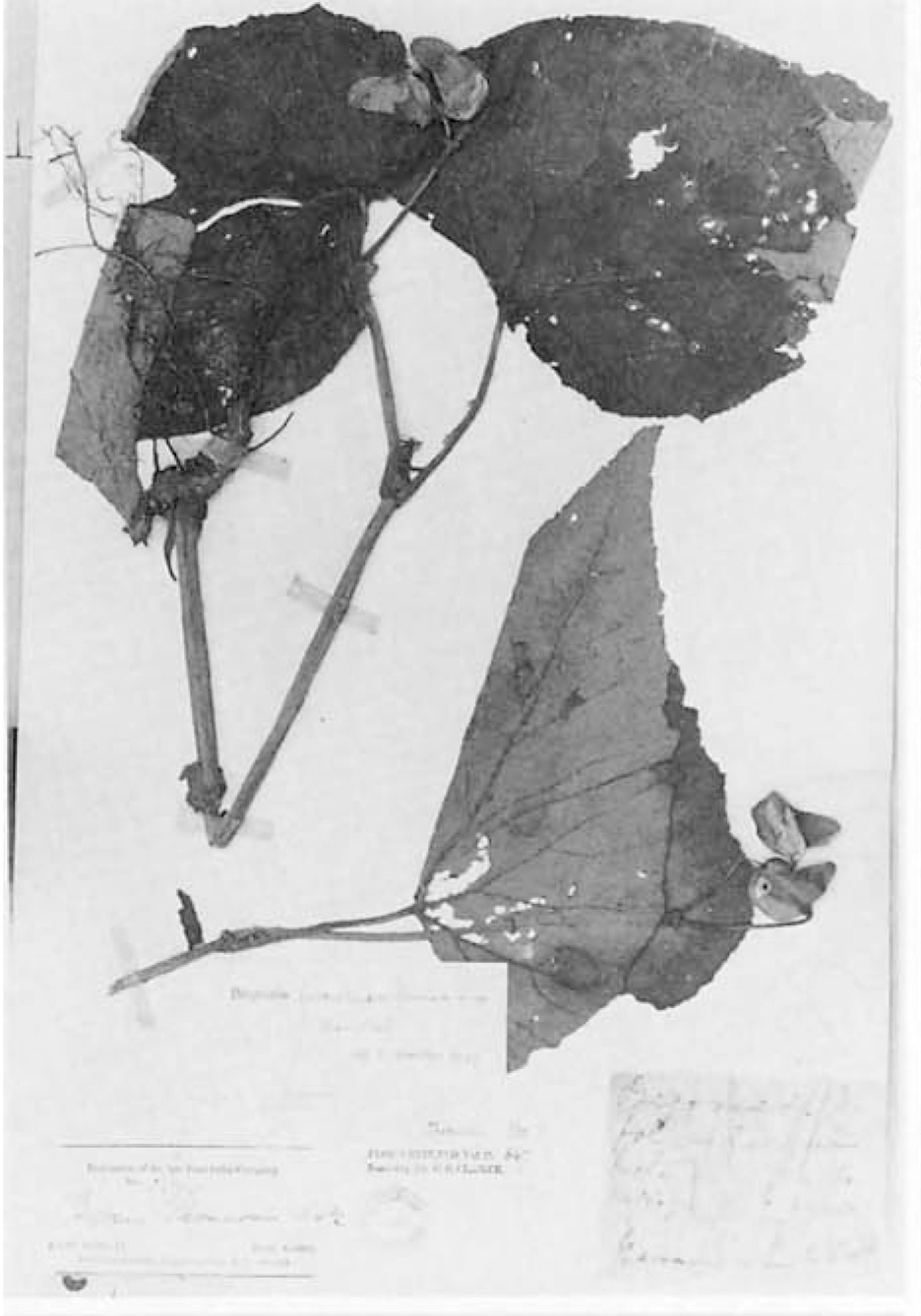 B. foveolata